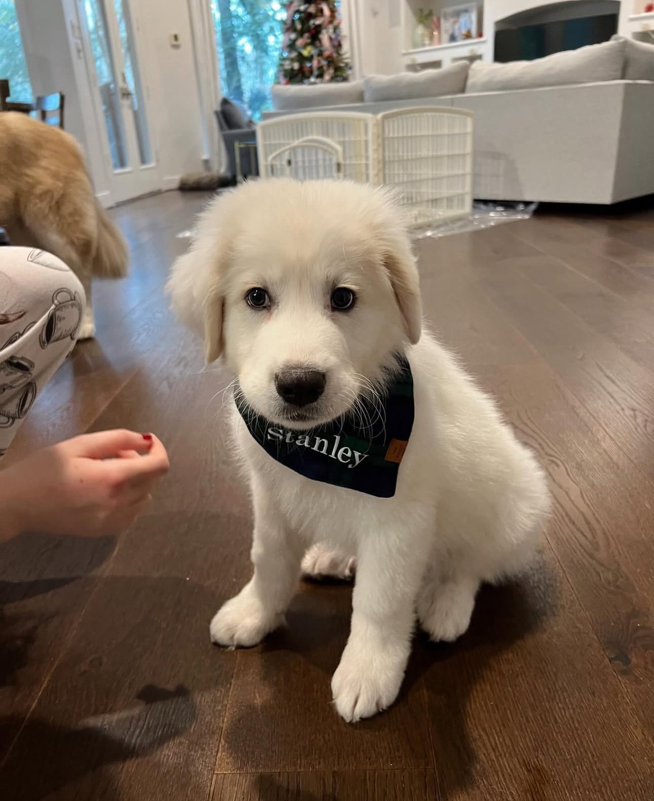 Stanley the Great Pyrenees