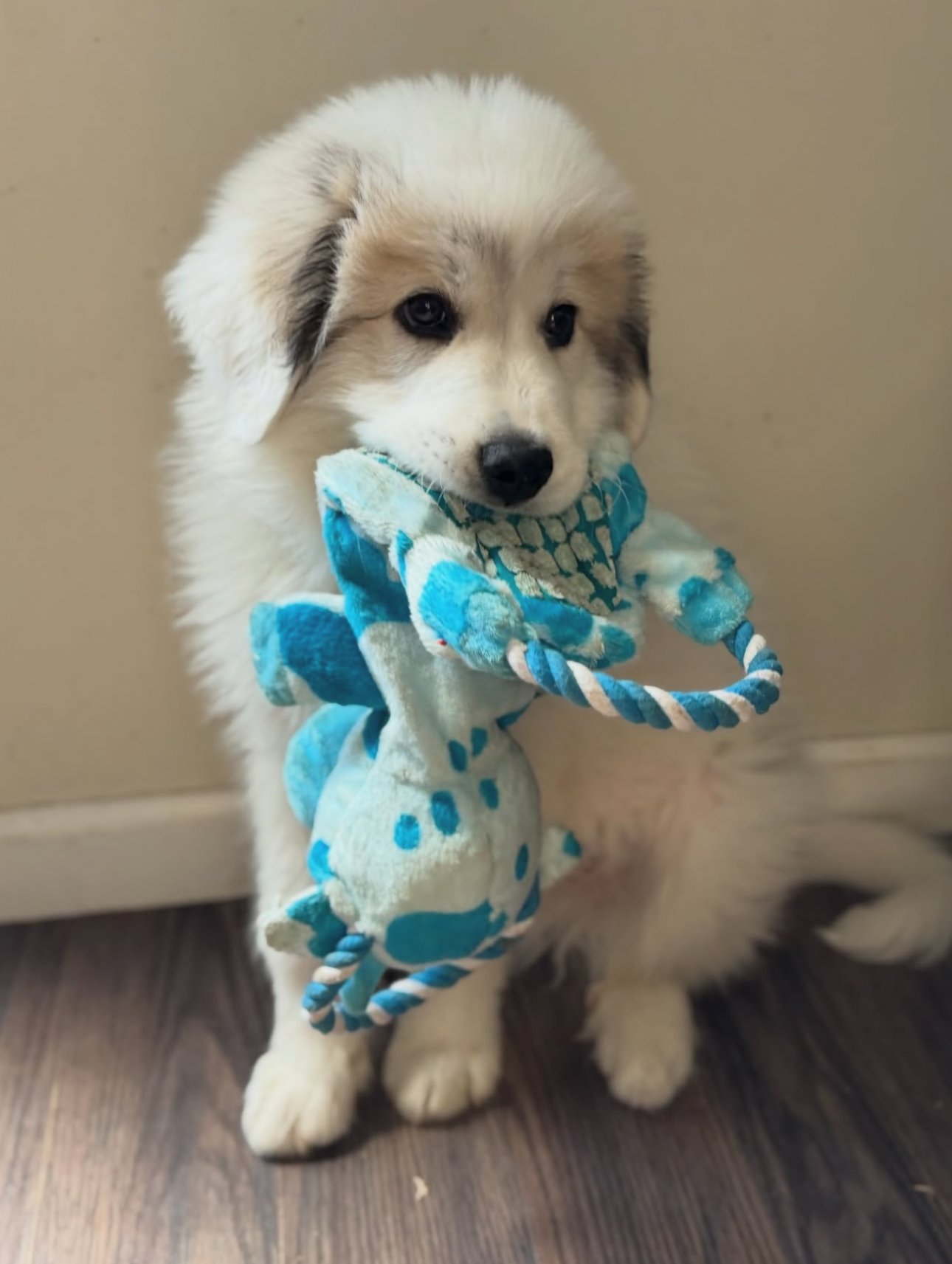 Blizzard the Great Pyrenees
