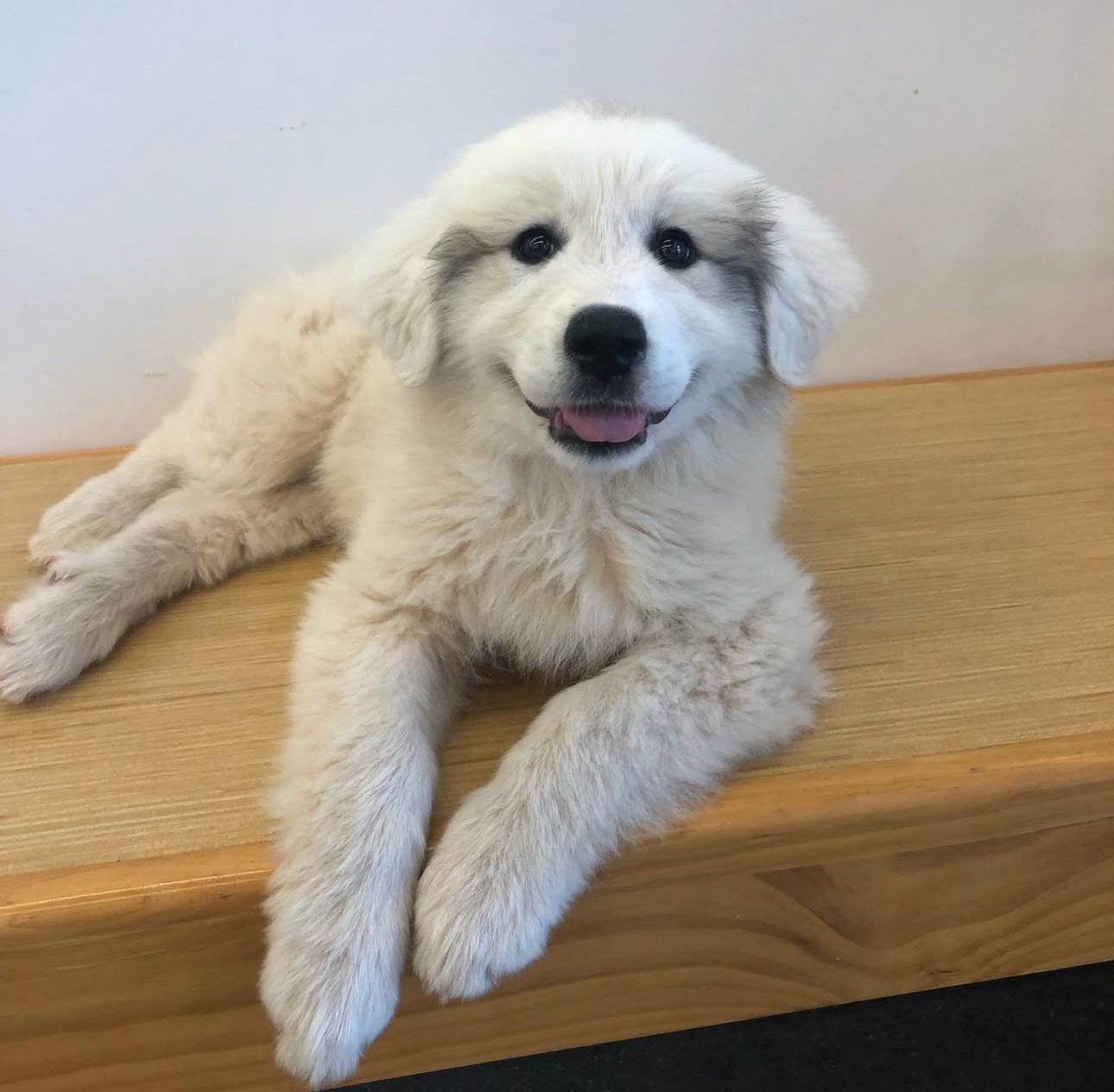 Ivory the Great Pyrenees