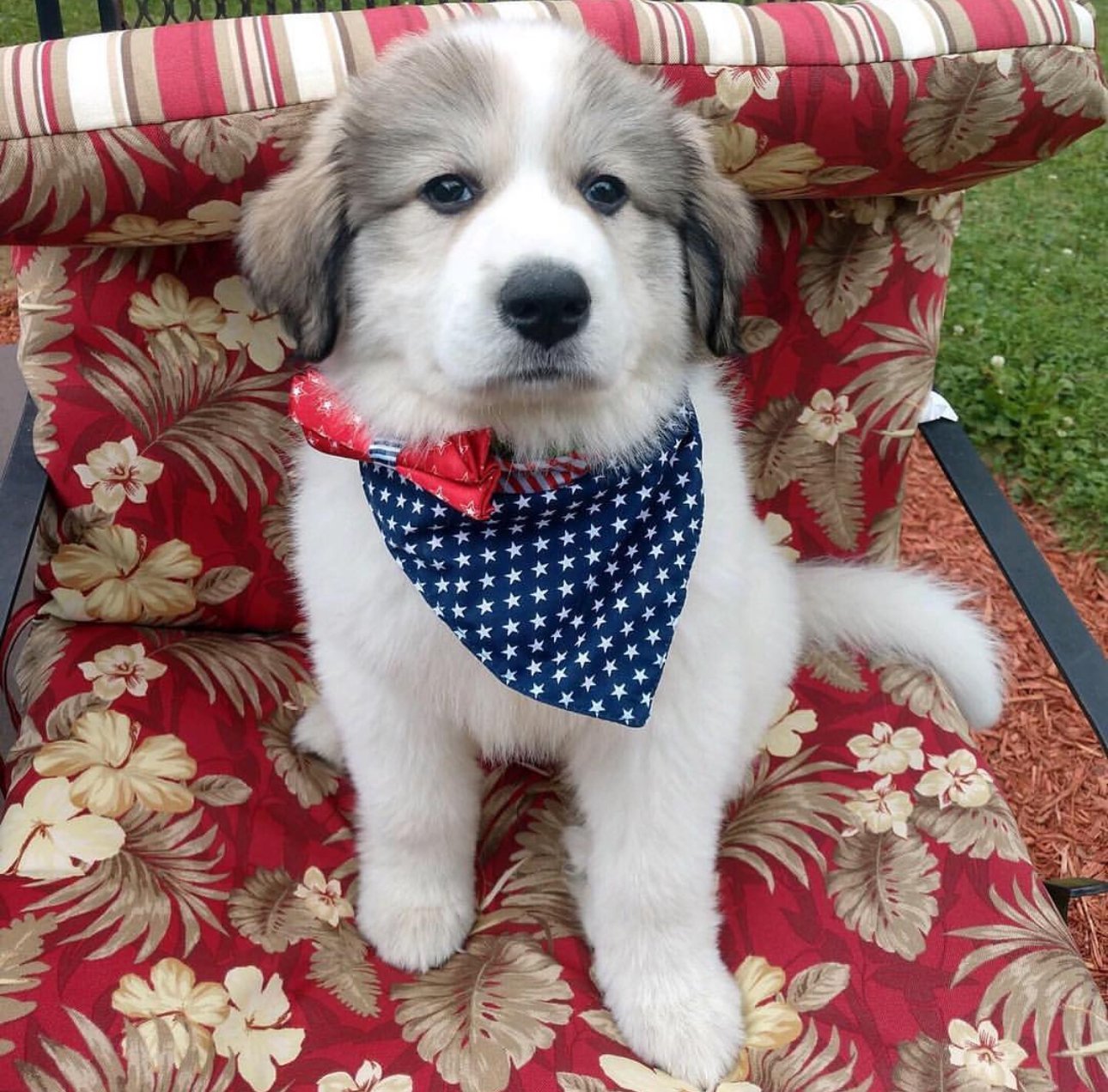 Summit the Great Pyrenees