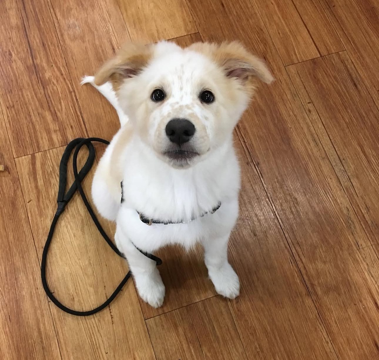 Luna the Great Pyrenees