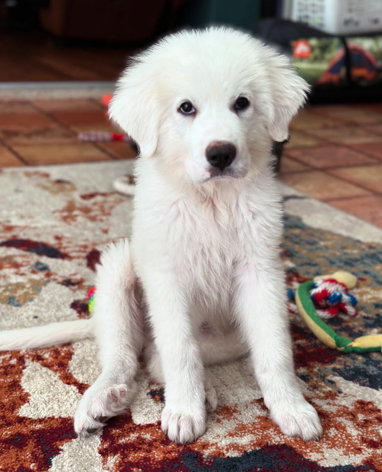Duke — Great Pyrenees